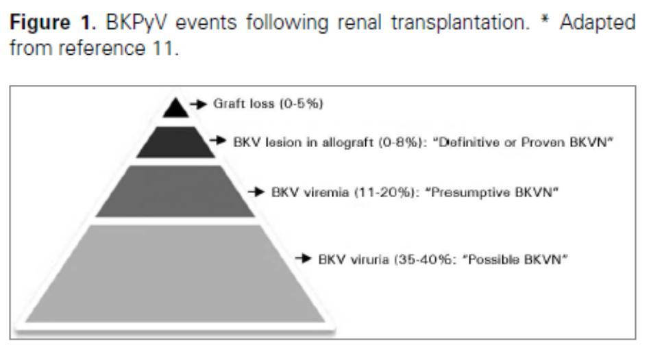 Bugün için transplantasyon hastalıklarındaki tanı takip protokolü Transplantasyon sonrası BKVvirüri ve