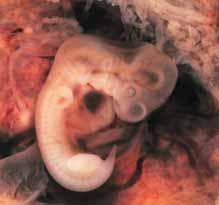 embriyolarýn veya herhangi bir organizmanýn kopyalanmasý ile ayný anlamda kullanýlmaktadýr.
