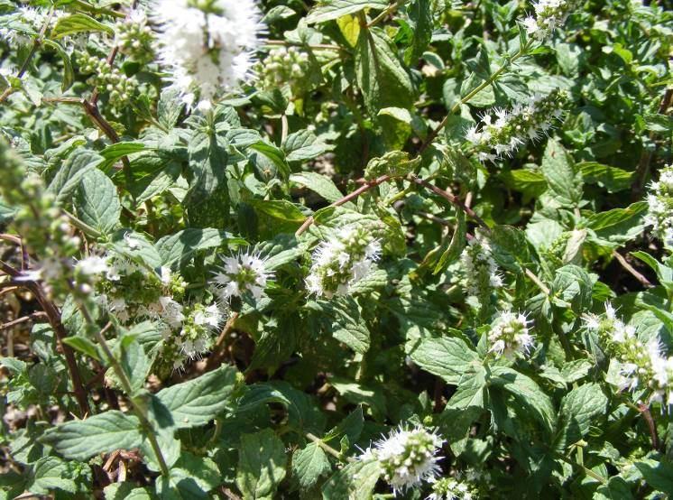 92 4.39. Mentha spicata L. subsp. spicata (Labiatae) Çıplak veya tüylü, hoş kokulu, çok yıllık, otsu bitkiler. Çiçekli gövde 30 100 cm.