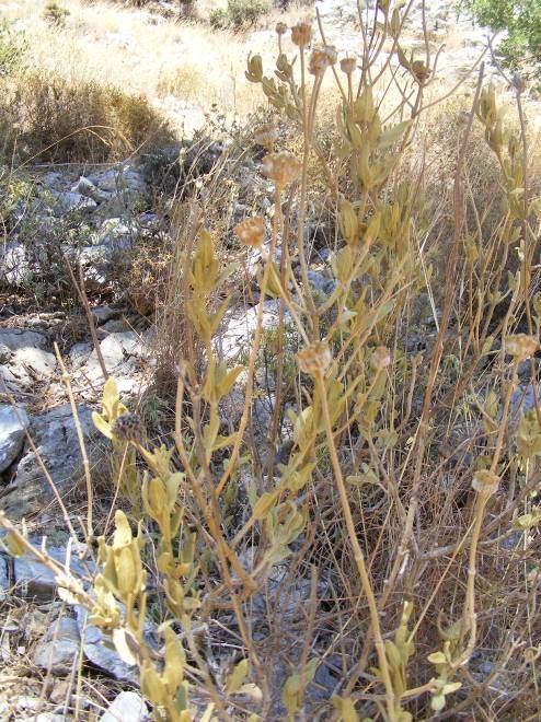 99 4.42. Phlomis lycia D. Don (Labiatae) 150 cm ye kadar uzayabilen, glandsız çalılar. Yapraklar yoğun yatık sarımsı yıldızsı-tomentoz, uzun bölünmemiş tüyler yok.