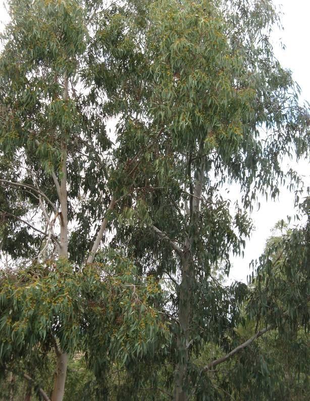 135 4.59. Eucalyptus camaldulensis Dehnh. (Myrtaceae) 15 m ye kadar uzayabilen; kabuğu pürüzsüz, yaprak döken ağaçlar. Genç yapraklar dardan genişe lanseolat, 6 9 2,5 4 cm boyutlarında.