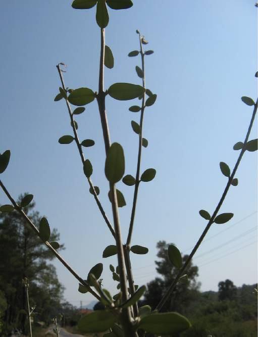 142 4.62. Olea europaea L. var. sylvestris (Miller) Lehr.