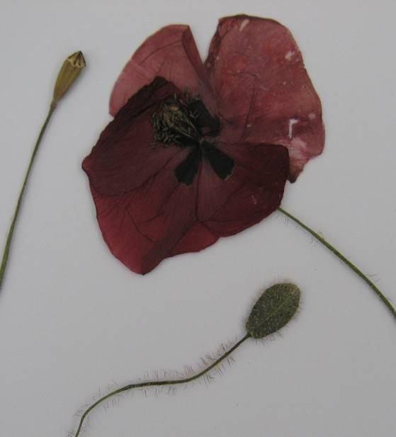 145 4.64. Papaver rhoeas L. (Papaveraceae) Şekil 4-69: Papaver rhoeas (ISTE 91400) 90 cm ye kadar uzayabilen, dik gövdeli bitkiler.