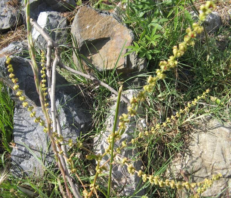 149 4.66. Rumex pulcher L. (Polygonaceae) 60 cm ye kadar uzunlukta çok yıllık bitkiler. Taban yaprakları genişliğinin yaklaşık 2 katı uzunlukta; etli, çoğunlukla keman şeklinde.