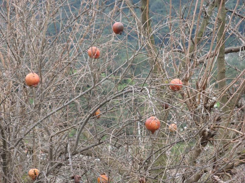 152 4.68. Punica granatum L. (Punicaceae) Şekil 4-73: Punica granatum (ISTE 91403) çapında, kahverengimsi; tohumlar pulpa içine gömülü. 2 7 m uzunlukta, dikenli çalılar veya dikensiz küçük ağaçlar.