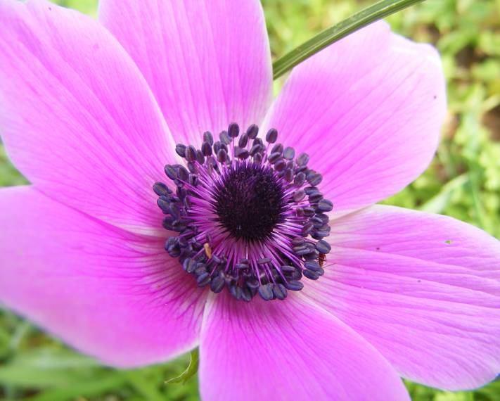 155 Diğer; 2. Çiçekleri toplanıp ağrıyan yere yapıştırılır (Osmaniye). 1. Çiçekleri süs olarak kullanılır (yaygın). Şekil 4-76 Anemone coronaria var.