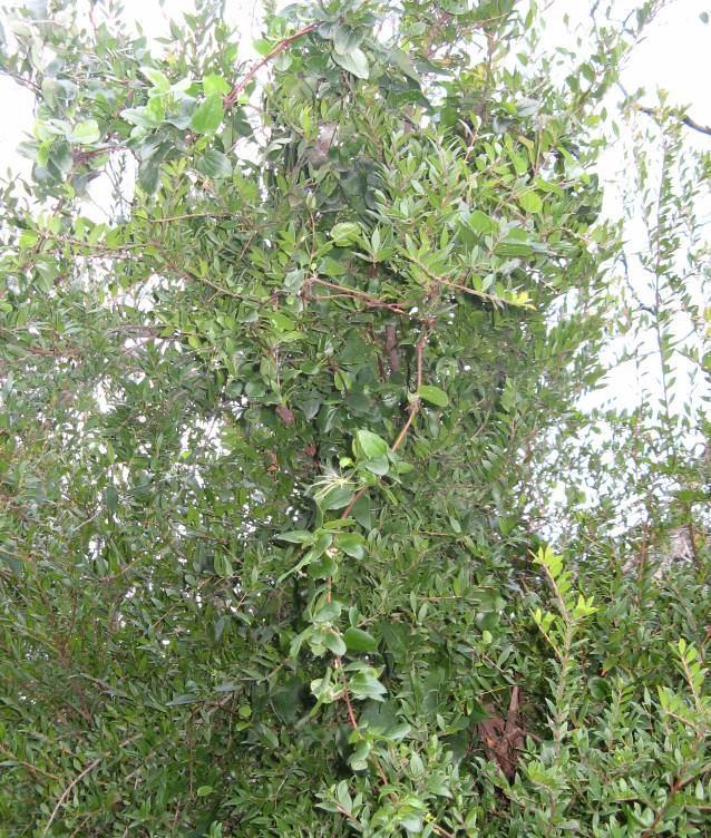 156 4.70. Clematis cirrhosa L. (Ranunculaceae) Odunlu, tırmanıcı bitkiler. Gövdeler çizgili veya düz yüzeyli, bazen gençken tüylü.