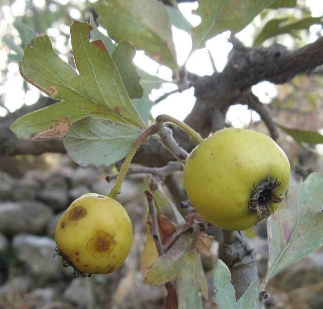 162 4.73. Crataegus aronia (L.) Bosc. ex DC. var. aronia (Rosaceae) 8 m ye kadar uzayabilen küçük ağaçlar; dikenler 1,5 cm, kalın.