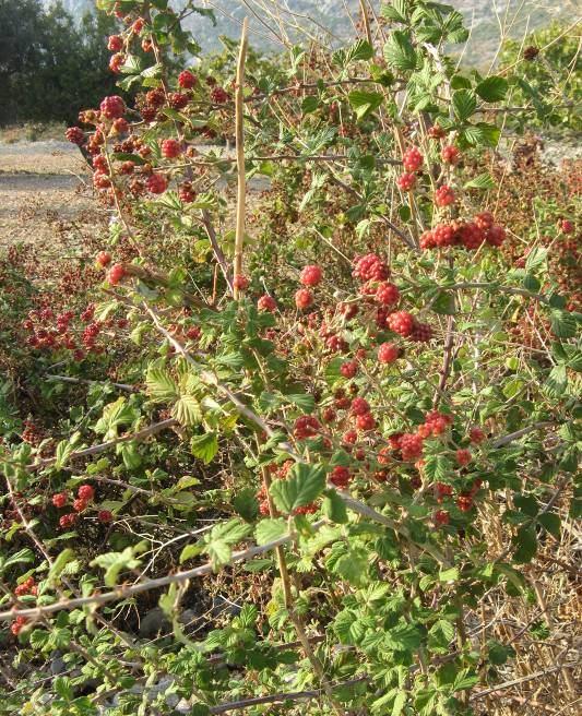 166 4.75. Rubus sanctus Schreber (Rosaceae) 1 2 m boyunda, dikenli çalılar. Dallar köşeli ve oluklu, kısa yumuşak tüylü. Dikenler güçlü, üçgenimsi.