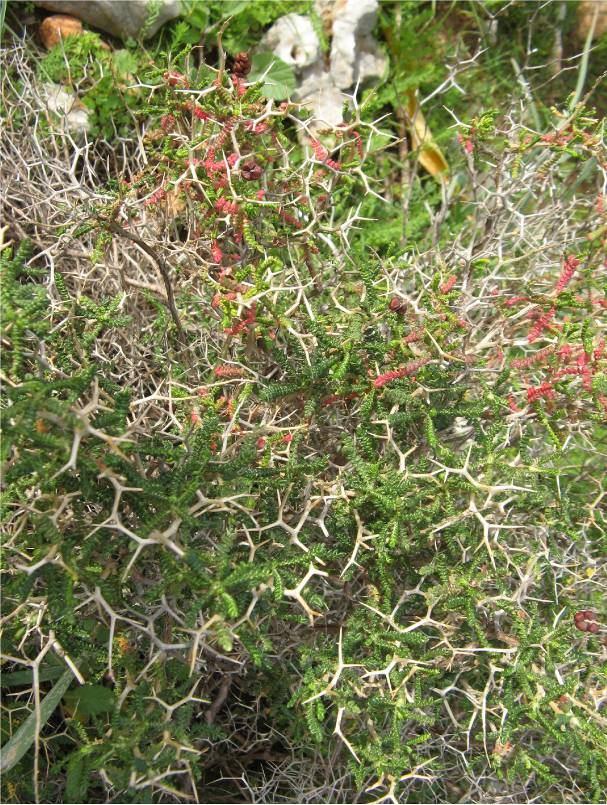 169 4.76. Sarcopoterium spinosum (L.) Spach (Rosaceae) 75 cm ye kadar veya daha uzun, tümsek teşkil eden çalılar. Dış kabuk gümüş renginde, kısa havlı, dar şeritler halinde düşer.
