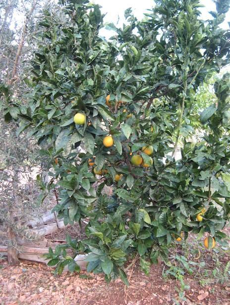 173 4.78. *Citrus sinensis (L.) Osbeck (Rutaceae) Küçük ağaçlar.