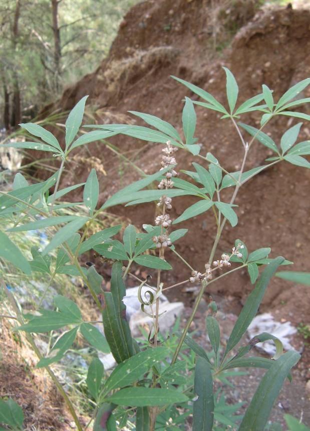 187 4.87. Vitex agnus-castus L. (Verbenaceae) 1 3 m uzunluğunda, çok dallanmış, kısaca sık yumuşak tüylü-grimsi beyaz sık tüylü, çalılar, nadiren küçük ağaçlar.