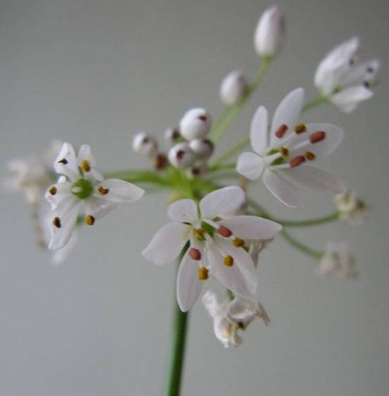 193 4.90. Allium subhirsutum L. (Liliaceae) Soğan hemen hemen küremsi, 1,5 cm çapında; dış tunikası zarımsı, gri renkte. Gövde 7 30 cm, silindirik.