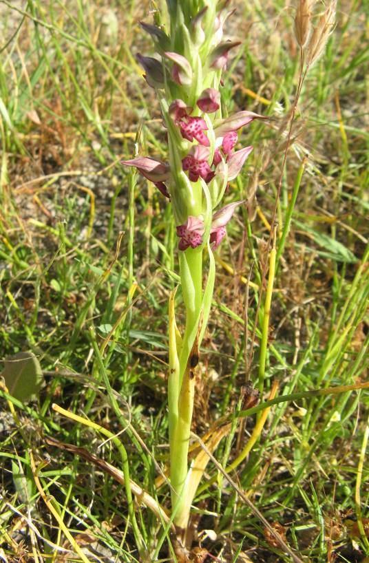 201 4.94. Orchis coriophora L. (Orchidaceae) Bitki 20 60 cm boylarında. Taban yaprakları 4 10, dik, linear-lanseolat, akuminat, (5-)8 15(-20) 0,5 1,5(-3) cm.
