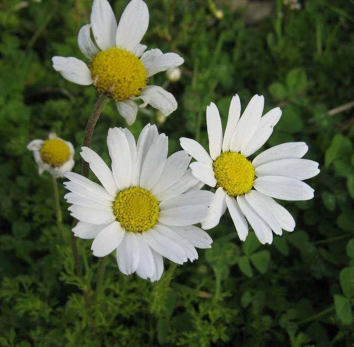 45 4.13. Anthemis chia L. (Compositae) Dik, seyrek kısa yumuşak tüylü, tek yıllık bitkiler. Gövde tabandan dallanmış, 10 35 cm boylarında.