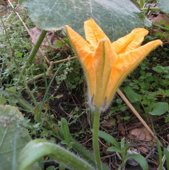 61 4.22. *Cucurbita pepo L. (Cucurbitaceae) Şekil 4-24: Cucurbita pepo Bir yıllık, uzun-sürünücü otlar. Yapraklar 3 4 loblu, donuk yeşil renkte.