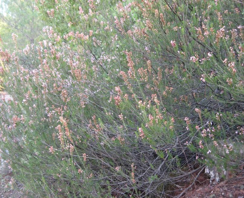 67 4.26. Erica manipuliflora Salisb. (Ericaceae) Gövdeleri beyaz renkte, seyrekçe pubesent, 4 m ye kadar uzunlukta dik çalılar.