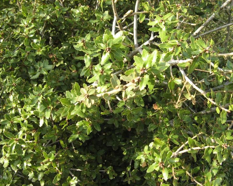 71 4.28. Quercus coccifera L. (Fagaceae) Yaz kış yapraklı yeşil çalılar; genç sürgünler sık yıldızsı-tomentoz, esmerimsi; tomurcuklar yaklaşık 3 4 mm, kızılkahverengi, ovoid, çıplak veya tomentoz.
