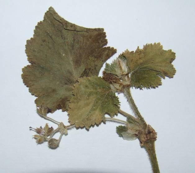 74 4.30. Erodium malacoides (L.) L Herit. (Geraniaceae) Tek yıllık, toprak üzerine yatık veya yükselici gövdeli, 5-50 cm uzunluğunda, kısa yumuşak tüylü bitkiler.