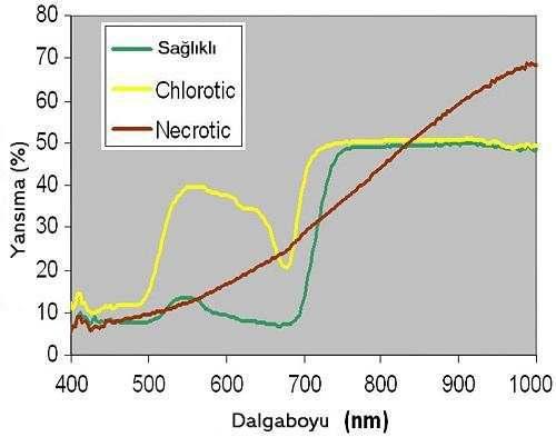 3 Şekil 2 - Bazı yaygın bitki hastalık belirtilerinin yaprak spektrumları Steddom, Jones and Rush 2005 Tablo 1 - Landsat 7 bantlarının spektral duyarlılığı Bant Numarası Dalgaboyu Aralığı Spectral