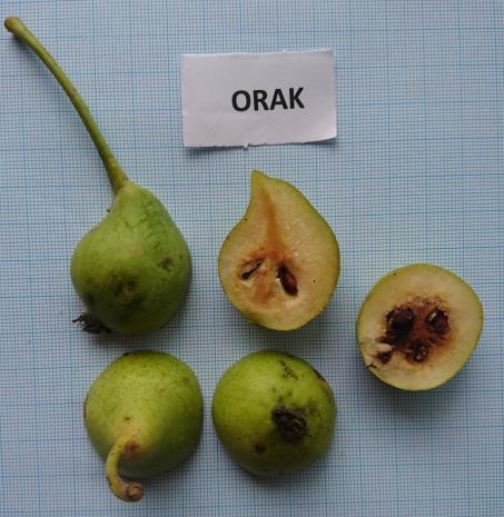 Şekil 1. Yerel armut çeşitlerinin görünümü Figure 1. The appearance of local pear varieties Kaynaklar Anonim, 2017a. FAOSTAT. http://www.fao.