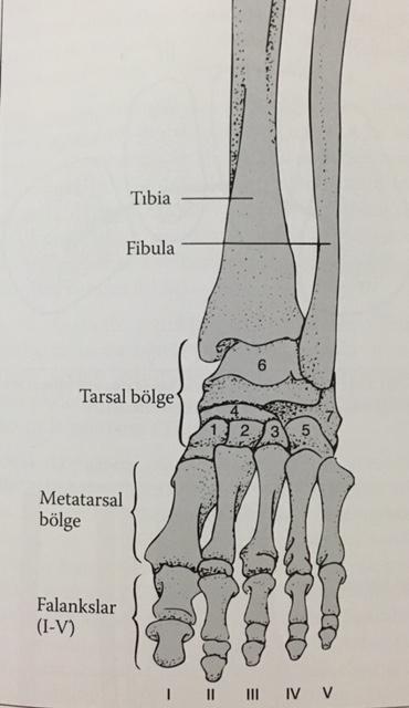 Şekil 1.1. Ayağın kemik iskeletinin yapısı (Weineck 2011). Diz eklemi ve ayak bileği eklemi arasında kalan vücut bölümüne bacak denir. Bacakta iki kemik bulunmaktadır.