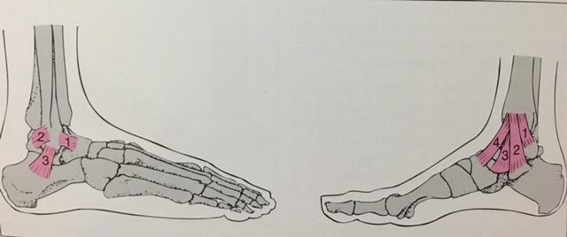 Şekil 1.3. Ayak bileği ekleminin fibular (dış) ve tibial (iç) yan bağları (Weineck 2011).