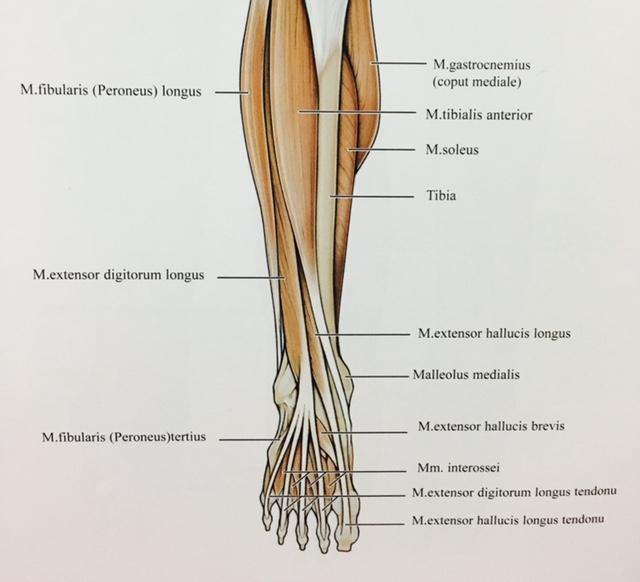 Şekil 1.4. Bacağın ön tarafındaki kaslar (Morton ve Albertine 2015). 1.3.2. Bacağın Dış Tarafındaki Kaslar Peroneus Longus Kası Fibula başı ve fibula nın dış yüzünden başlar (Unur ve ark 2005).