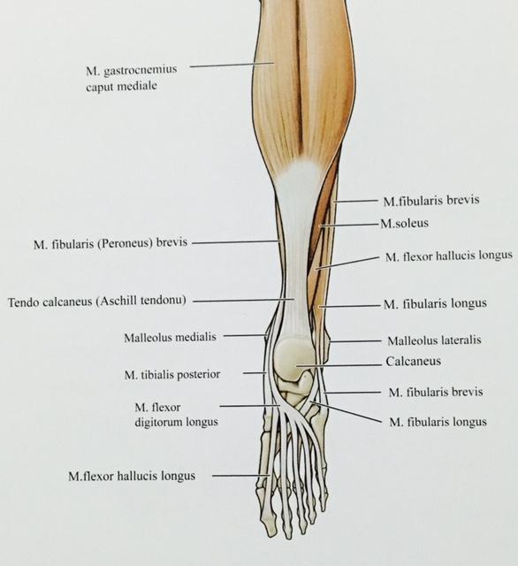 calcaneus u (tendo achillis) oluşturmaktadır. Tendo calcaneus tuber calcanei de sonlanmaktadır (Unur ve ark 2005). Bu kas öncelikle seri ve güçlü hareketlerde kullanılmaktadır.
