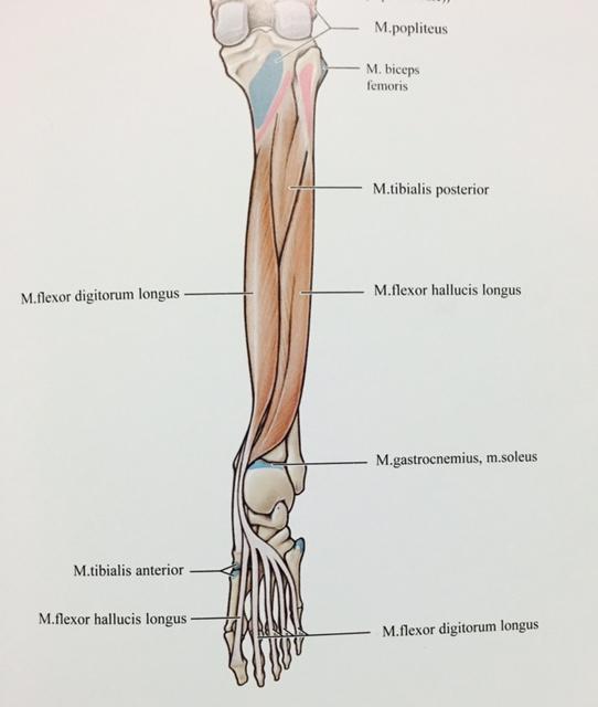 Şekil 1.7. Bacağın arka tarafındaki derin kaslar (Morton ve Albertine 2015). 1.4. Kinezyo Bantlama 1.4.1. Kinezyo Bantlamanın Özellikleri Kinezyo bantlama malzeme ve bantlama tekniği özgün konsepti 1973 yılında Dr.