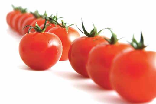Teneke Kutu 500 gr. Teneke Kutu DOMATES / ALMİLA Sofralık Yer tipi bir domates çeşididir. Kuvvetli bir bitki yapısına sahiptir.