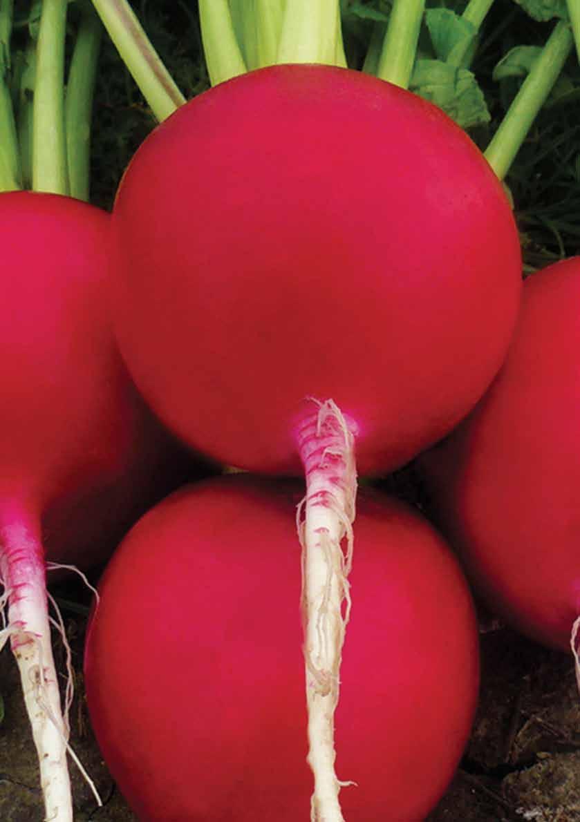 Turp TURP / ATEŞ (Kırmızı İri) Kabuk rengi koyu kırmızı, et rengi beyazdır. Meyvelerin ortalama eni 8 cm, boyu 10 cm dir. Tarlada uzun süre iç boşalması yapmadan kalabilir.