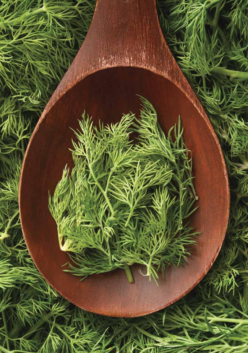 Diğer Çeşitler DEREOTU / GÖNEN Evlerimizde ve lokantalarda, hoş kokulu olduğu için garnitür olarak kullanılır. Yaprakları koyu yeşil, ince ve kıvırcığa yakın şekillidir.