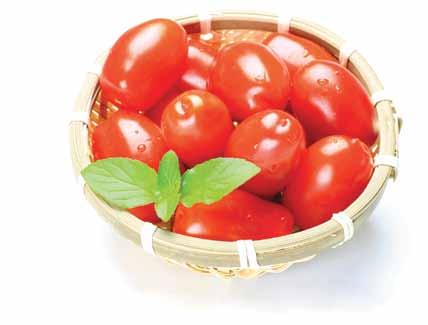 Sanayi domatesleri içinde en fazla ekimi yapılan çeşittir.
