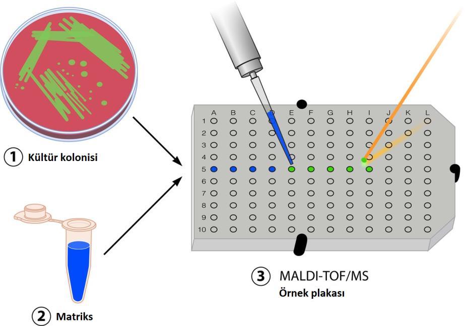 MALDİ-TOF