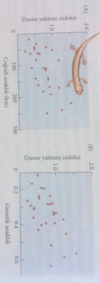 edilebilir: (1) dağılış, vikaryans, ya da poliployidi gibi büyük çaplı kromozomal değişimler nedeniyle populasyonların