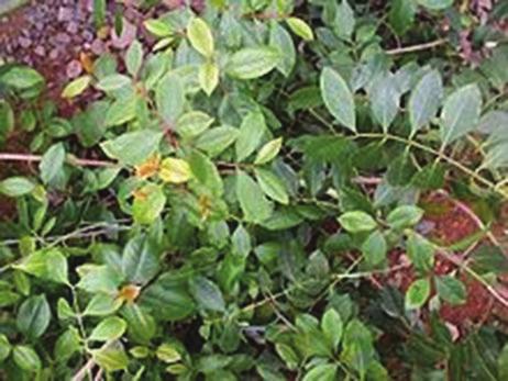 com Salvia divinorum Salvia divinorum, Lamiaceae familyasından olup, Meksika-Oxaca, ormanlarına özgü psikoaktif bir bitkidir.