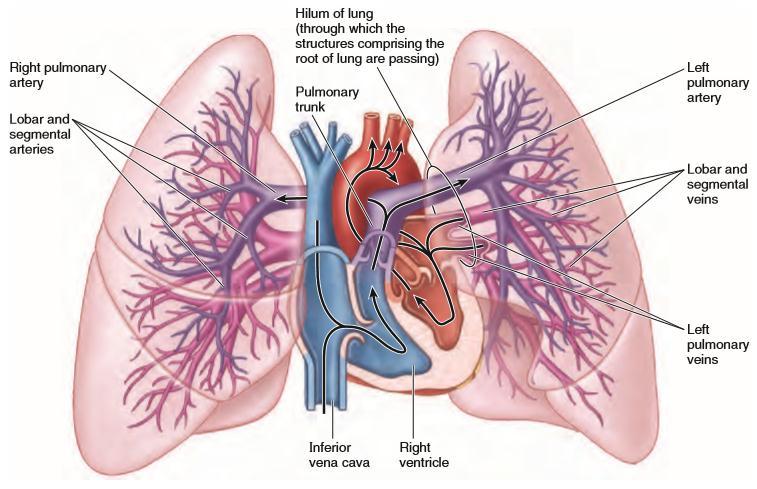 Pulmoner emboli Pulmoner anjiyografi, pulmoner arterlere direkt kontrast enjeksiyonu gerektirir, ardından yüksek kaliteli görüntüler sağlamak için dijital subtraction teknolojisi kullanılarak