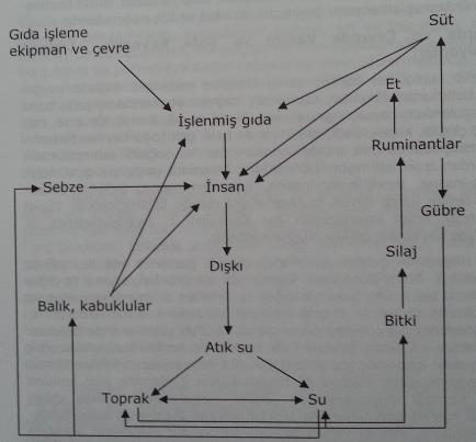 Şekil 2.5. L. monocytogenes in potansiyel bulaşma kaynakları (Erol 2007) Listeria monocytogenes, insanlarda ve hayvanlarda hastalığa neden olan önemli gıda kaynaklı patojenlerden biridir.