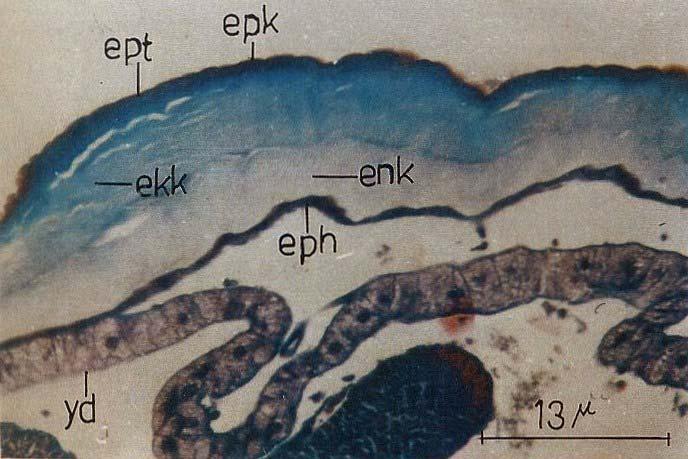 mellonella larvası Şekil 4.1.1.2. Beşinci evre G.