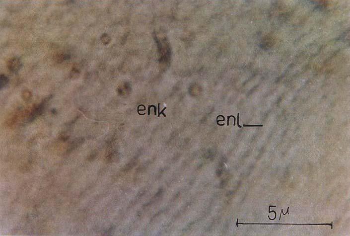 19 Şekil 4.1.1.7, Endokütiküladaki horizontal lamellerin görünüşü (Hemotoksilen-eozin, x1000) Enine kesitlerde epidermis hücre yüzeylerinden başlayarak, endo ve ekzokütikülayı boyuna geçip her bir