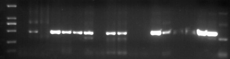 nested RT-PCR yöntemiyle tespit edilen domates örneklerinin ikişer tanesi seçilerek hsp70h genine at 463 bp kısmı yeniden çoğaltılmıştır.