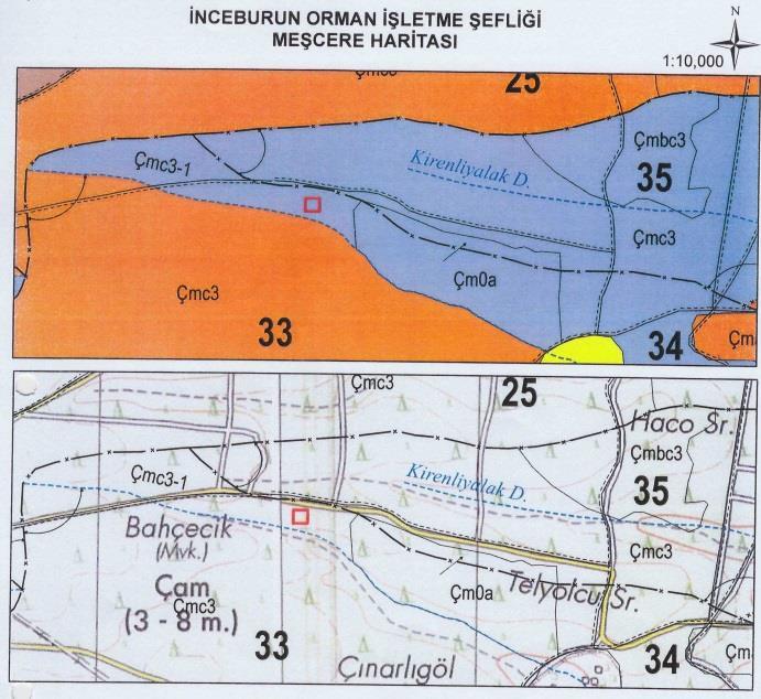 Resim 3: Sahil çamı meşçeresinin bulunduğu 34. numaralı bölmedeki uygulama alanı Öğle yemeğinin ardından; Sarıkum mevkisinde kumul ağaçlandırma sahası gezildi.