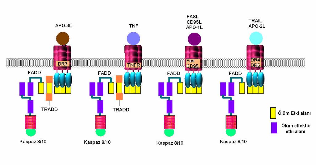 Bölgesi Susturucusu (SODD) olarak bilinen proteiniyle uyarılmamış reseptörlerin sitoplazmik DD uçları maskelenerek reseptörlerin kendi kendilerine sinyal üretmeleri önlenir.