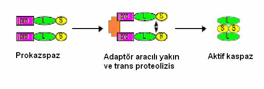 2.2.6. APOPITOZ REGÜLATÖRLERI Kaspazlar, Bcl-2 ailesi, p53, apopitoz baskılayıcı faktör (IAP), protein aileleri apopitoz regülatörleridir. 2.2.6.1.