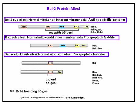 İnsanda en az 17 Bcl-2 ailesi üyesi bulunur. Bcl-2 ailesi proteinler birkaç α- heliks yumağını içeren benzer protein yapısındadır. Bunlar 4 e kadar numaralanan Bcl-2 ye benzer (BH) bölgesidir.