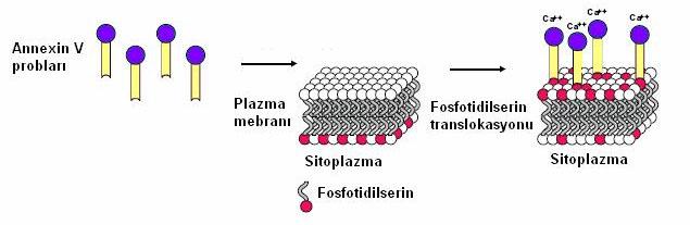 Eğer hücre apopitoza uğrarsa PS molekülleri hücre membranında iç taraftan dış tarafa doğru yer değiştirirler.
