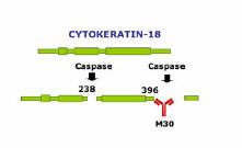 gerekir Kaspaz-3 yöntemi ile sadece apopitotik hücrelerde oluşan aktif Kaspaz-3 belirlenebilir (46