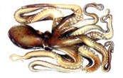 Ağız etrafında vücudun iki ila üç katı uzunluğunda 8 adet kol bulunur. Geriye çekilebilen tentakülleri yoktur.