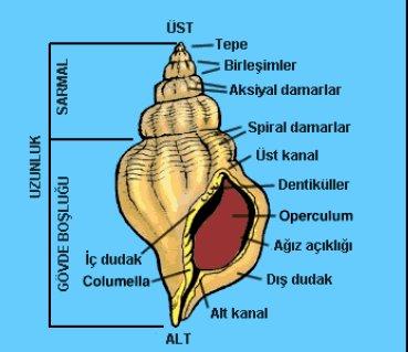 2.6. Deniz Salyangozu Şekil 2.3: Genel kabuk seması Sistematik olarak yumuşakçalar şubesinin karından bacaklılar (gastropoda)sınıfına ait canlılardır.